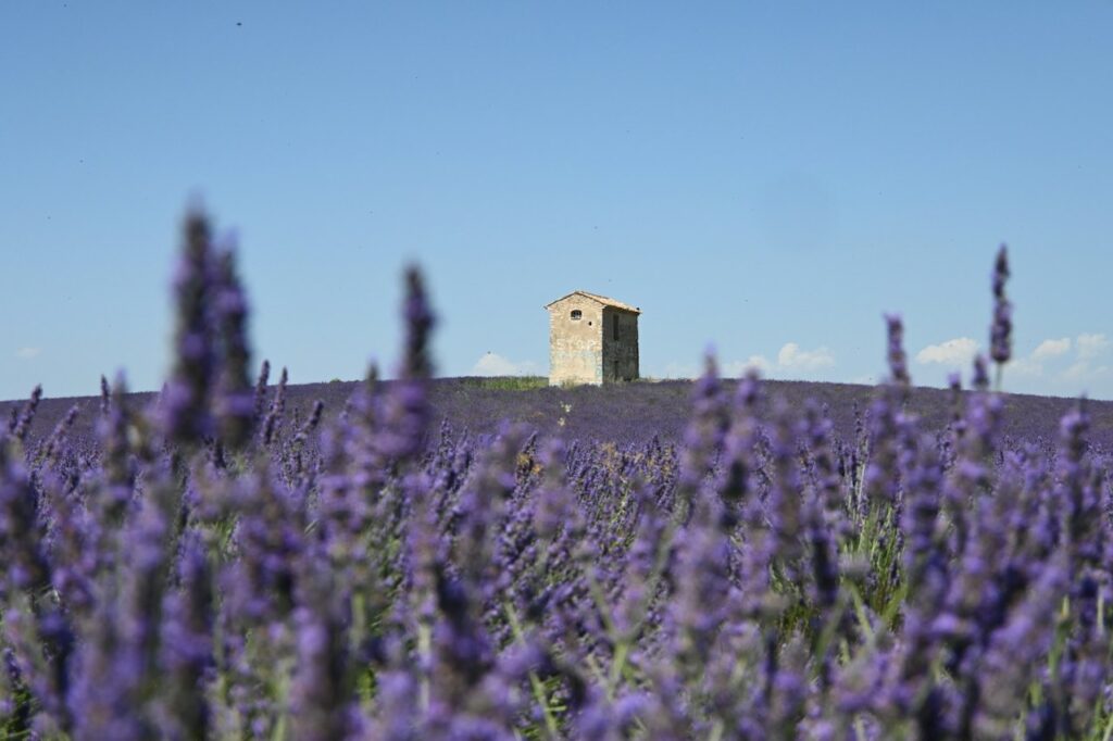Provence Lavender Fields & Castles Tour